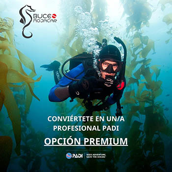 Curso de instructor de buceo Premium